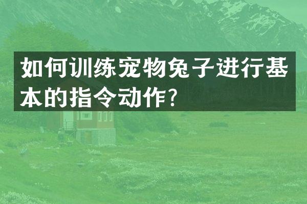 如何训练宠物兔子进行基本的指令动作？