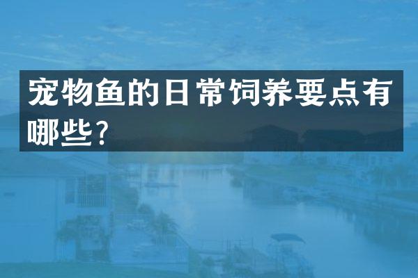 宠物鱼的日常饲养要点有哪些？