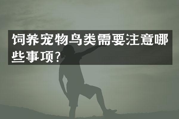 饲养宠物鸟类需要注意哪些事项？