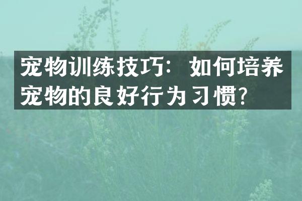 宠物训练技巧：如何培养宠物的良好行为习惯？