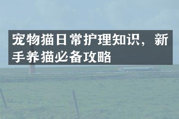 宠物猫日常护理知识，新手养猫必备攻略