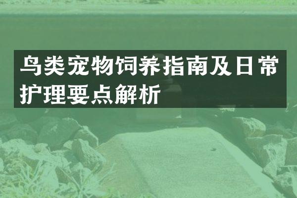 鸟类宠物饲养指南及日常护理要点解析