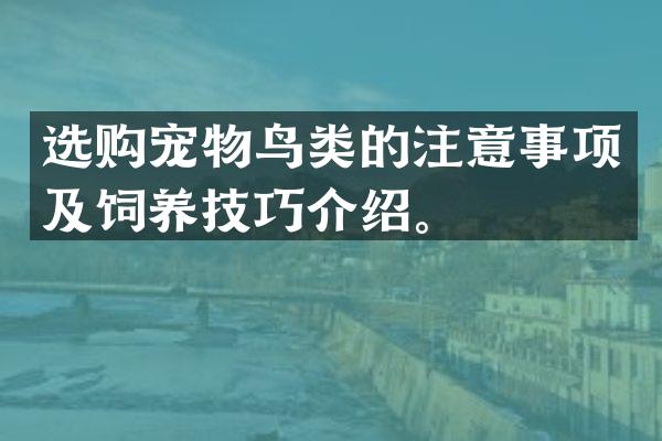 选购宠物鸟类的注意事项及饲养技巧介绍。