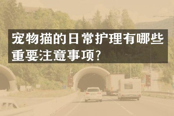 宠物猫的日常护理有哪些重要注意事项？