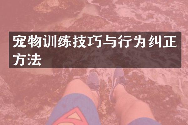 宠物训练技巧与行为纠正方法