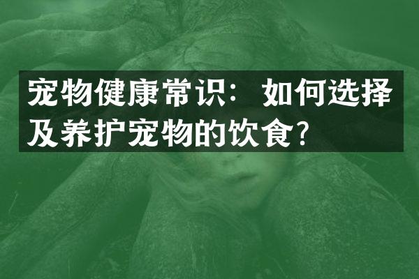 宠物健康常识：如何选择及养护宠物的饮食？