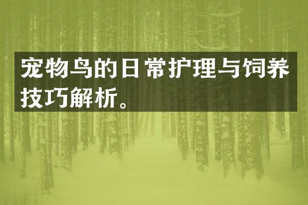 宠物鸟的日常护理与饲养技巧解析。