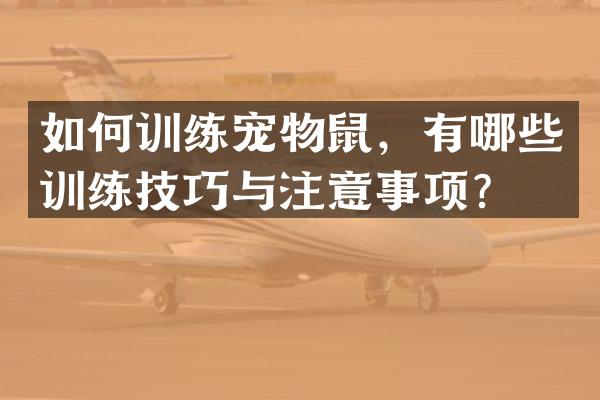 如何训练宠物鼠，有哪些训练技巧与注意事项？