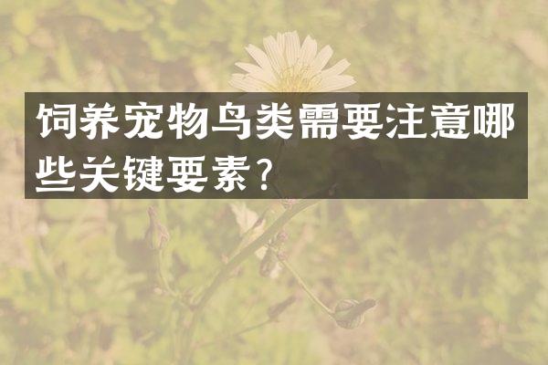 饲养宠物鸟类需要注意哪些关键要素？