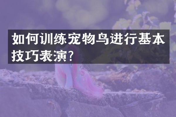 如何训练宠物鸟进行基本技巧表演？