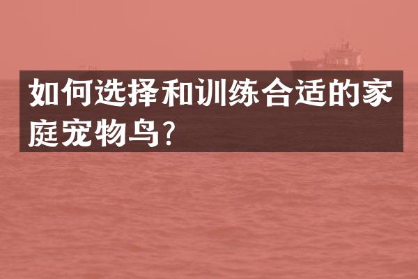 如何选择和训练合适的家庭宠物鸟？
