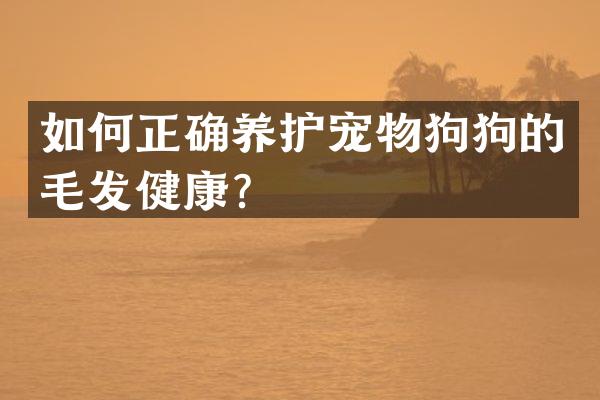 如何正确养护宠物狗狗的毛发健康？