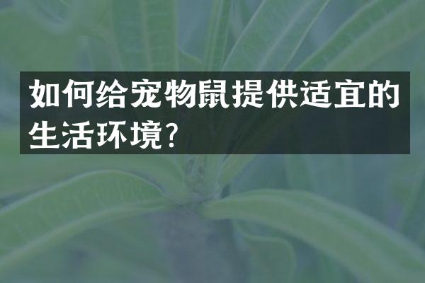 如何给宠物鼠提供适宜的生活环境？