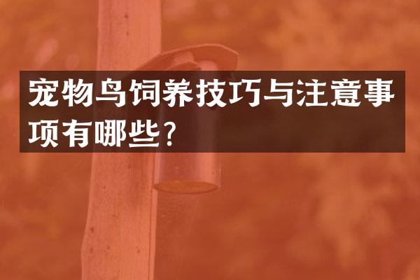 宠物鸟饲养技巧与注意事项有哪些？