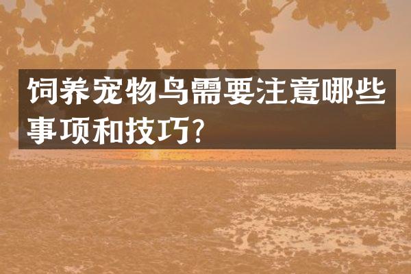 饲养宠物鸟需要注意哪些事项和技巧？