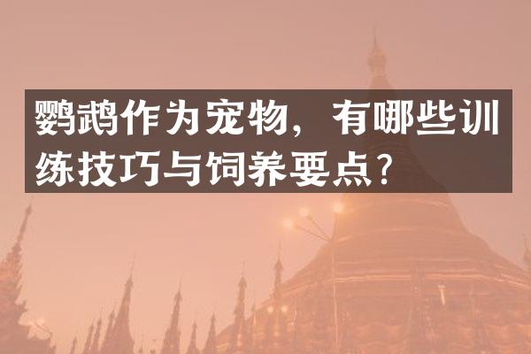 鹦鹉作为宠物，有哪些训练技巧与饲养要点？