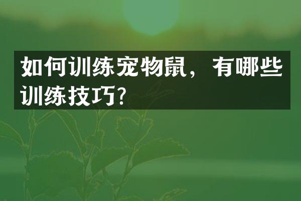 如何训练宠物鼠，有哪些训练技巧？
