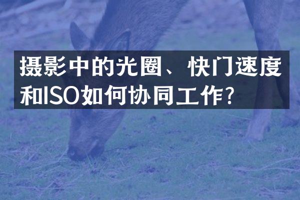 摄影中的光圈、快门速度和ISO如何协同工作？