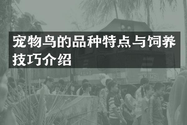 宠物鸟的品种特点与饲养技巧介绍