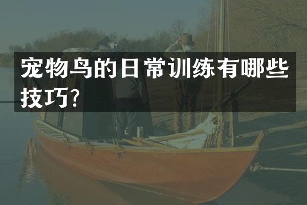 宠物鸟的日常训练有哪些技巧？