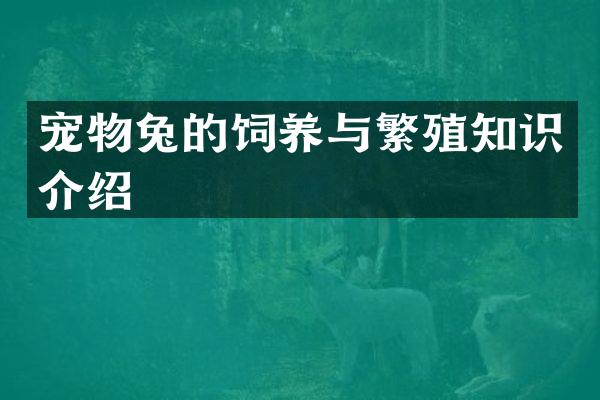 宠物兔的饲养与繁殖知识介绍