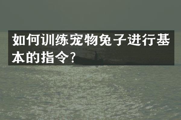 如何训练宠物兔子进行基本的指令？