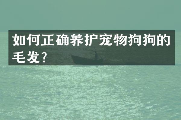 如何正确养护宠物狗狗的毛发？