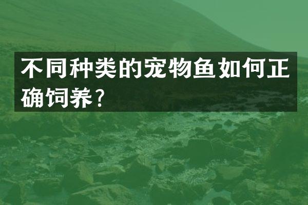 不同种类的宠物鱼如何正确饲养？