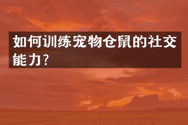 如何训练宠物仓鼠的社交能力？