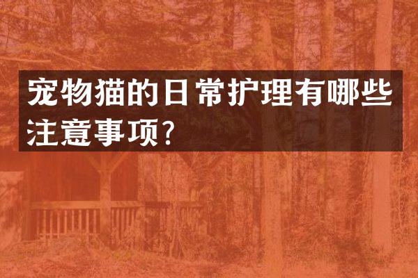 宠物猫的日常护理有哪些注意事项？