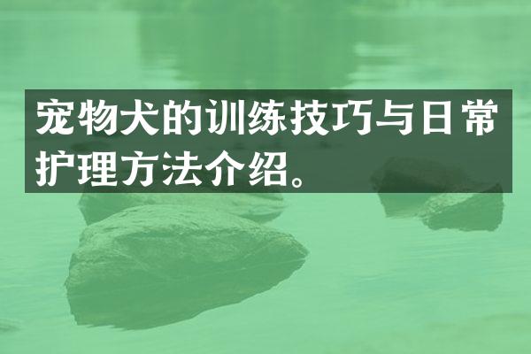 宠物犬的训练技巧与日常护理方法介绍。