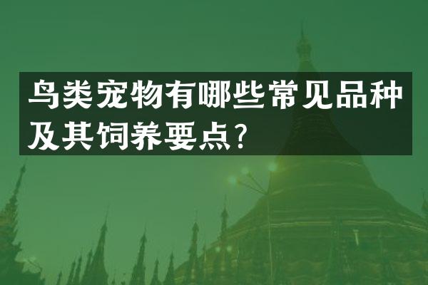 鸟类宠物有哪些常见品种及其饲养要点？