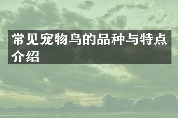 常见宠物鸟的品种与特点介绍