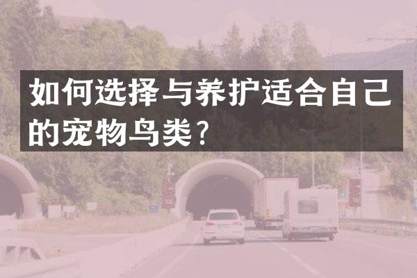 如何选择与养护适合自己的宠物鸟类？