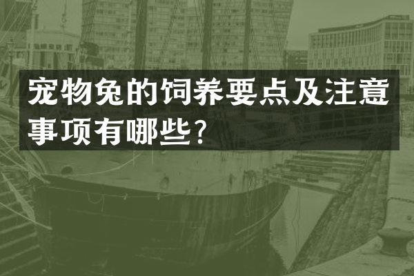 宠物兔的饲养要点及注意事项有哪些？