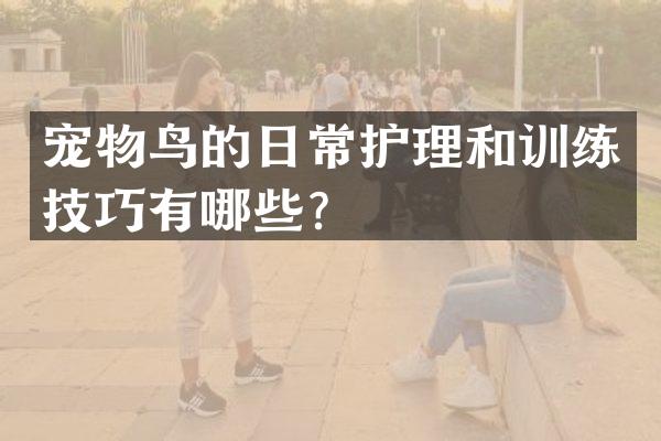 宠物鸟的日常护理和训练技巧有哪些？
