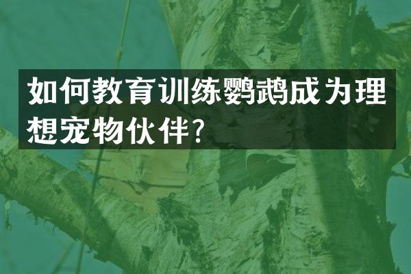 如何教育训练鹦鹉成为理想宠物伙伴？