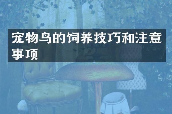 宠物鸟的饲养技巧和注意事项