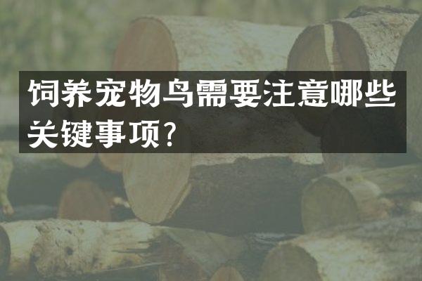 饲养宠物鸟需要注意哪些关键事项？